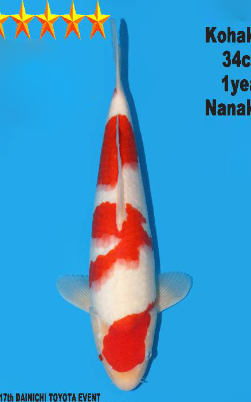 239-34cm Nanako 1 5